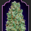 Auto Blueberry Feminised Cannabis Seeds | OO Seeds