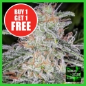 Auto Blue Dream Feminised Cannabis Seeds - Cannabis Seeds Store Auto Blue Dream Feminised Cannabis Seeds - Cannabis Seeds Store