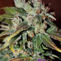Auto Blueberry Banana Feminised Cannabis Seeds - Anesia Seeds Auto Blueberry Banana Feminised Cannabis Seeds - Anesia Seeds