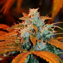 Auto Blueberry Feminised Cannabis Seeds
