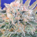 Auto Blueberry Ghost OG Feminised Cannabis Seeds | Original Sensible Seed Company