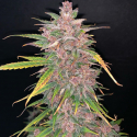 Auto Blueberry Sugar Pine Feminised Cannabis Seeds | Top Shelf Elite