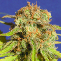 Auto Bruce Banner #3 Feminised Cannabis Seeds | Original Sensible Seed Company