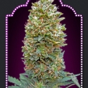 Auto Bubblegum Feminised Cannabis Seeds | OO Seeds Auto Bubblegum Feminised Cannabis Seeds | OO Seeds