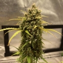 Auto Bubblegum Feminised cannabis Seeds | Fast Buds Originals. Auto Bubblegum Feminised cannabis Seeds | Fast Buds Originals.