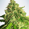 Auto Cannabis Light Feminised Cannabis Seeds | Ministry of Cannabis Auto Cannabis Light Feminised Cannabis Seeds | Ministry of Cannabis