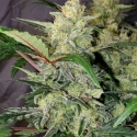 Auto Chemdawg Feminised cannabis Seeds | Fast Buds Originals.