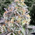Auto Cherry Pie Feminised Cannabis Seeds | Advanced Seeds. Auto Cherry Pie Feminised Cannabis Seeds | Advanced Seeds.