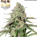 Auto Colorado Cookies Feminised Cannabis Seeds | Dutch Passion
