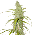 Auto Creeper Feminised Cannabis Seeds - Super Sativa Seed Club