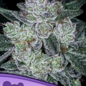 Auto Future Feminised Cannabis Seeds - Anesia Seeds Auto Future Feminised Cannabis Seeds - Anesia Seeds