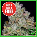 Auto Gelato Feminised Cannabis Seeds - Cannabis Seeds Store