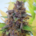 Auto Gelato Feminised Cannabis Seeds | The Original Sensible Seed Company