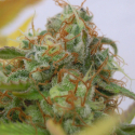 Auto Gorilla Glue #4 Feminised Cannabis Seeds | Original Sensible Seed Company Auto Gorilla Glue #4 Feminised Cannabis Seeds | Original Sensible Seed Company