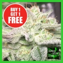 Auto Gorilla Glue Feminised Cannabis Seeds - Cannabis Seeds Store