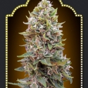 Auto Hashchis Berry Feminised Cannabis Seeds (Formerly Auto Cheese Berry) | OO Seeds 