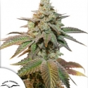 Auto Kerosene Krash Feminised Cannabis Seeds | Dutch Passion Auto Kerosene Krash Feminised Cannabis Seeds | Dutch Passion