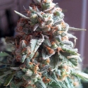 Auto Massassin Feminsed Cannabis Seeds | Critical Mass Collective Seeds Auto Massassin Feminsed Cannabis Seeds | Critical Mass Collective Seeds