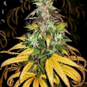 Auto Monolith Mass Feminsed Cannabis Seeds | Critical Mass Collective Seeds