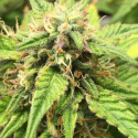 Auto Moon Fruit Feminised Cannabis Seeds | Top Shelf Elite