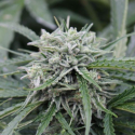 Auto NL Feminised Cannabis Seeds | Female Seeds Auto NL Feminised Cannabis Seeds | Female Seeds