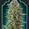 Auto Northern Lights Feminised Cannabis Seeds | OO Seeds