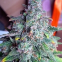 Auto Nightcrawler OG Feminised Cannabis Seeds | Top Shelf Elite Auto Nightcrawler OG Feminised Cannabis Seeds | Top Shelf Elite