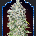 Auto OO Kush Feminised Cannabis Seeds | OO Seeds Auto OO Kush Feminised Cannabis Seeds | OO Seeds