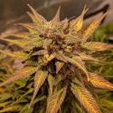 Auto Pineapple Crack Feminised Cannabis Seeds | Top Shelf Elite