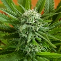 Pineapple Express Auto Feminised Seeds