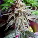 Auto Purple Dawg Mass Feminsed Cannabis Seeds | Critical Mass Collective Seeds