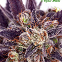 Auto Purple Domina Feminised Cannabis Seeds - Anesia Seeds
