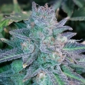 Auto Purple Skunk Mass Feminsed Cannabis Seeds | Critical Mass Collective Seeds Auto Purple Skunk Mass Feminsed Cannabis Seeds | Critical Mass Collective Seeds