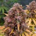Auto San Francisco Sour Dough Feminised Cannabis Seeds | Top Shelf Elite