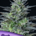 Auto Sleepy Joe Feminised Cannabis Seeds - Anesia Seeds Auto Sleepy Joe Feminised Cannabis Seeds - Anesia Seeds