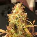 Auto Sour Melon Mass Feminsed Cannabis Seeds | Critical Mass Collective Seeds Auto Sour Melon Mass Feminsed Cannabis Seeds | Critical Mass Collective Seeds