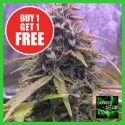 Auto Stardawg Feminised Cannabis Seeds - Cannabis Seeds Store