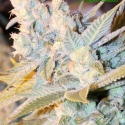 Auto Triple Cheese Feminised Cannabis Seeds - Anesia Seeds