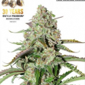 Auto Ultimate Feminised Cannabis Seeds| Dutch Passion Auto Ultimate Feminised Cannabis Seeds| Dutch Passion