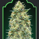 Auto White Widow Feminised Cannabis Seeds | OO Seeds