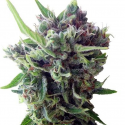 Auto Zamaldelica Feminised Cannabis Seeds | Ace Seeds.