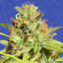 Auto Zkittlez Feminised Cannabis Seeds | The Original Sensible Seed Company 