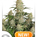 Auto Critical Orange Punch Feminised Cannabis Seeds | Dutch Passion Auto Critical Orange Punch Feminised Cannabis Seeds | Dutch Passion