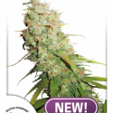 Auto Desfrán Feminised Cannabis Seeds | Dutch Passion Auto Desfrán Feminised Cannabis Seeds | Dutch Passion