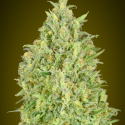 Auto Pineapple Glue Feminised Cannabis Seeds | Advanced Seeds 