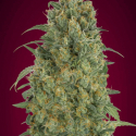 Auto Strawberry Gum Feminised Cannabis Seeds | Advanced Seeds Auto Strawberry Gum Feminised Cannabis Seeds | Advanced Seeds
