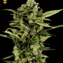Auto Bomb Feminised Cannabis Seeds | Green House Seeds