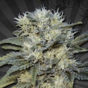 Auto Chemdog Auto flowering Feminised Cannabis Seeds | Auto Seeds Auto Chemdog Auto flowering Feminised Cannabis Seeds | Auto Seeds