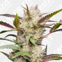 Auto Mimosa Punch Auto Mimosa Punch