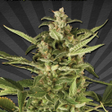 Auto Pounder with Cheese Auto flowering Feminised Cannabis Seeds (Known as Juicy Lucy) | Auto Seeds 